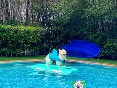 -汪说喵讲宠物乐园宠物酒店(红星美凯龙店)