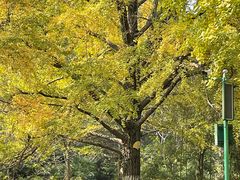 -千年银杏谷文化旅游区