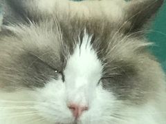 -飞行喵MR PILOT|猫舍·猫咖(静安大融城店)