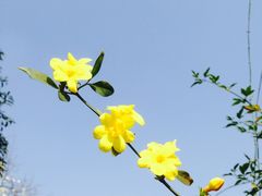 -四川大学(江安校区)