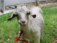 -蓉李记成都名小吃(合肥包河万达店)