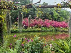 -深圳仙湖植物园