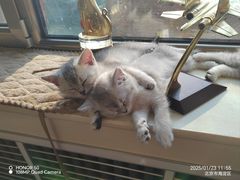-北京观赏动物医院·24小时大型综合·猫专科·异宠专科