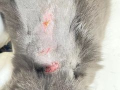 -瑞派动物医院·猫专科·至诚(江南中分院)