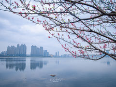 -沙湖公园