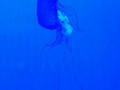 -多彩贵州城极地海洋世界