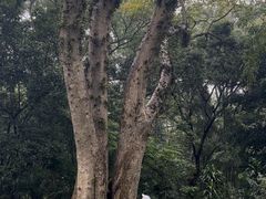 -广西壮族自治区药用植物园