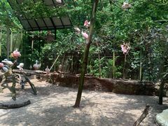 -新加坡飞禽公园