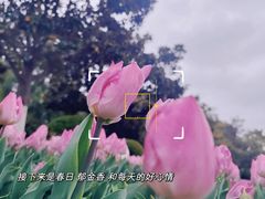 -上海鲜花港