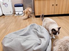 -唐小姐の私宠·宠物洗护美容·撸猫馆·购宠(周浦万达旗舰店)