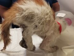 -爱诺耐芙动物医院(万博店)