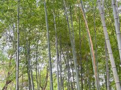 -上海佘山国家森林公园天马山园