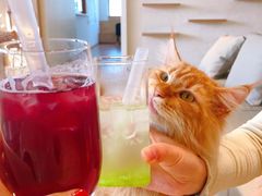 -猫腻·猫咖·撸猫馆(星光大道店)