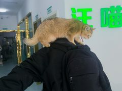 -汪喵宠物医院·骨科心脏影像·犬猫急重症ICU诊疗中心(成华分院)