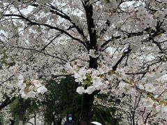 -武汉大学-樱园