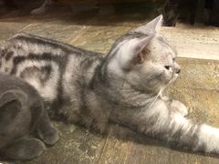 -猫咪博物馆(顶澳仔猫街店)