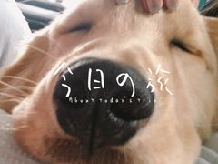 -宠物家(双井店)