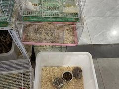 -苏州艺都古玩花鸟市场