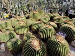 -深圳仙湖植物园
