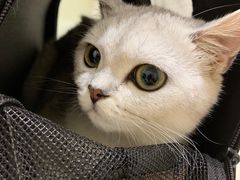 -艾贝尔宠物医院·24H转诊中心·肿瘤猫专科(江宁双龙店)