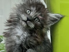 -青奢宠物·青奢猫舍