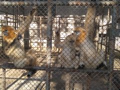 -哈尔滨北方森林动物园