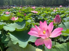 -莲花池公园