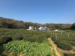 -中国茶叶博物馆(双峰馆区)