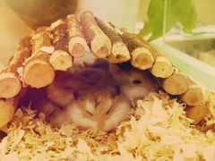 -龙猫仔乐园(惠福东路店)