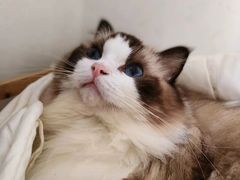 -旬怀石料理(嘉善老市店)