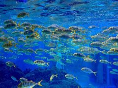 -海合安成都极地海洋公园