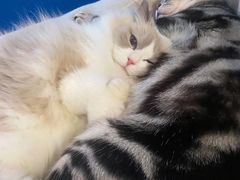 -momokira米努特·德文卷毛猫·棉花面纱犬