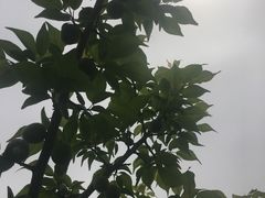-白塘生态植物园