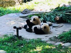 -都江堰中华大熊猫苑