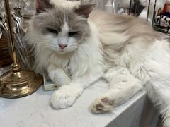 -共舞时光猫咖·狗咖(新街口店)
