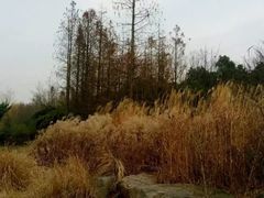 -江南天池