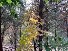 -北京西山国家森林公园