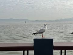 -深圳湾公园(南山区)