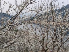 -广州市流溪河国家森林公园