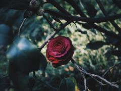 -中国科学院华南植物园
