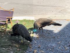 -J Create城市露营咖啡·简餐·宠物(上海动物园店)