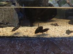-上海大自然野生昆虫馆(东方明珠·爬宠昆虫探索中心)