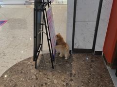 -爪爪喵星球·猫舍(前海卓越店)