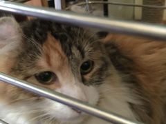 -more than meow吴止猫主题餐厅(承德 中船汇店)