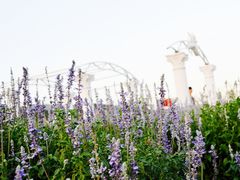 -北京东方普罗旺斯薰衣草庄园