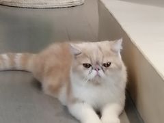 -飞行喵MR PILOT|猫舍·猫咖(静安大融城店)