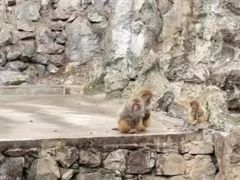 -贵州森林野生动物园