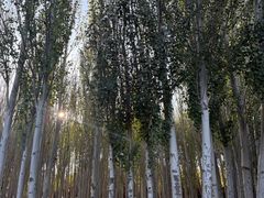-阿尔丁植物园