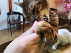 -李小姐の猫咖啡馆(五角场店)