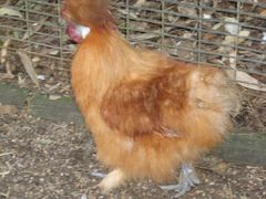 -费瑟代尔野生动物园